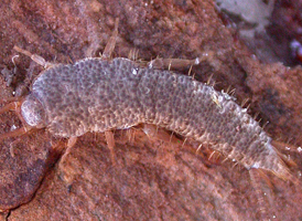 Ctenolepisma longicaudata Ctenolepisma longicaudata